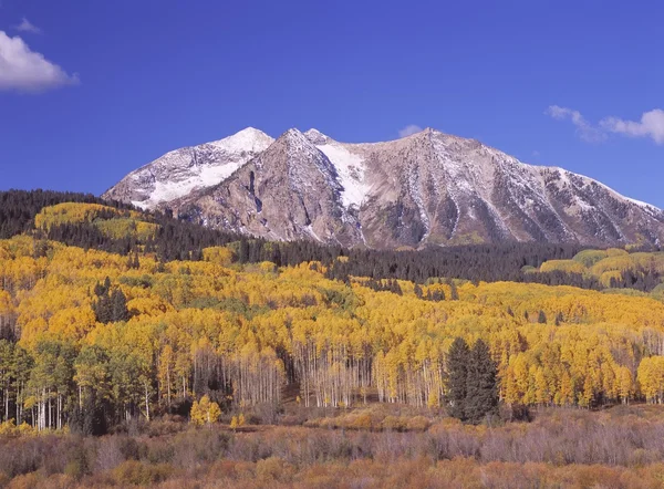 Outono Aspen Grove Nas Montanhas Rochosas, Floresta Nacional Gunnison — Fotografia de Stock