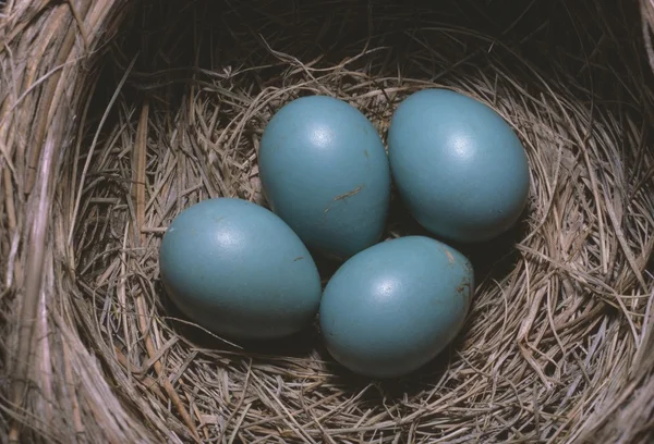 Huevos de Robin (turdus migratorias) en el nido — Stock Fotó