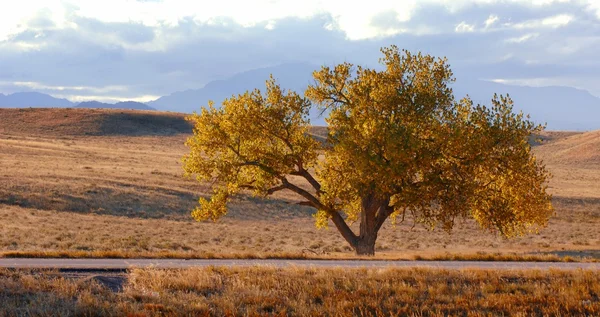 Sonbaharda bir ağacın — Stok fotoğraf