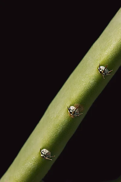 Primer plano de un tallo de planta — Foto de Stock