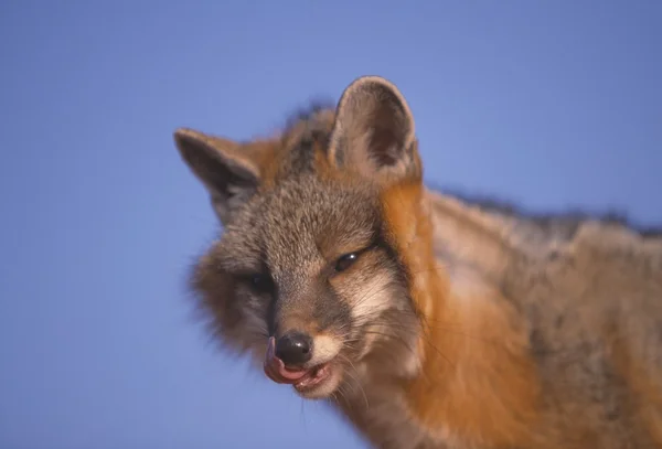 Grå fox — Stockfoto