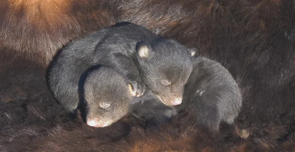 Infant Black Bear Cubs — Stock Photo, Image
