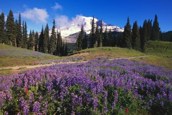 Lupinen-Wildblumen blühen in der Nähe des Mount Rainier — Stockfoto