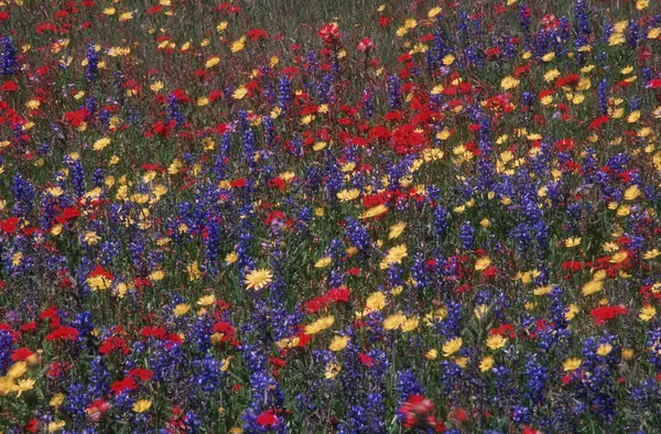 Matta av vilda blommor nära fredericksburg, texas, USA. — Stockfoto