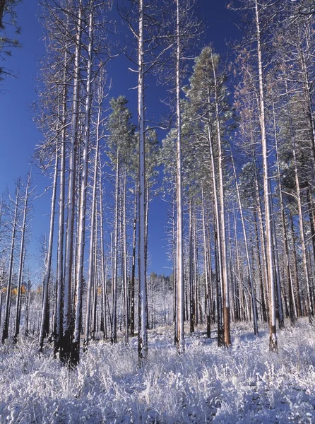 Arbres en hiver — Photo