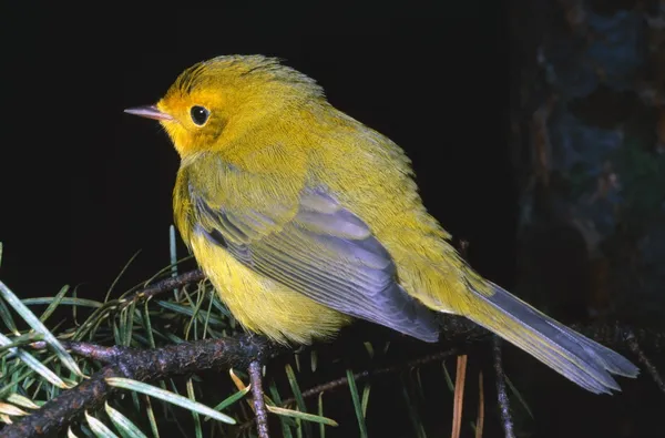 Parula gialla — Foto Stock