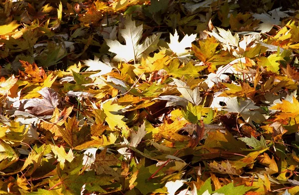 Podzimní listí na zemi — Stock fotografie