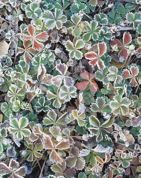 Frost On Leaves — Stock Photo, Image