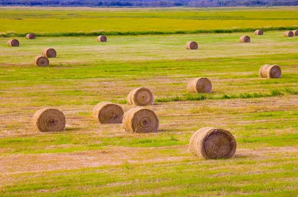 Hooibalen in het veld — Stockfoto