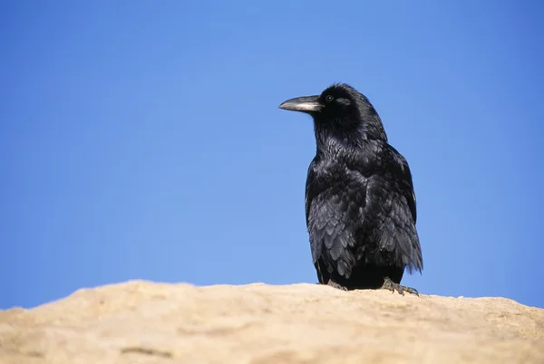 Corvo comum sentado em uma pedra, Parque Nacional dos Arcos — Fotografia de Stock