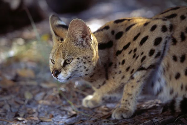Çömelmiş serval kedisi — Stok fotoğraf