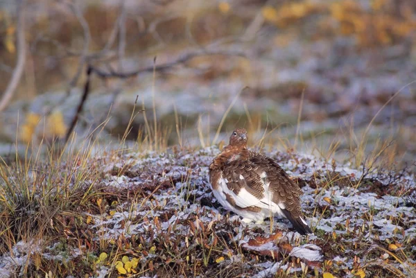 Willow Ripa sitter på snöiga hösten tundran, denali national park — Stockfoto