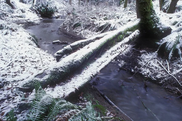 Fallen Logs Over Stream — Stock Photo, Image