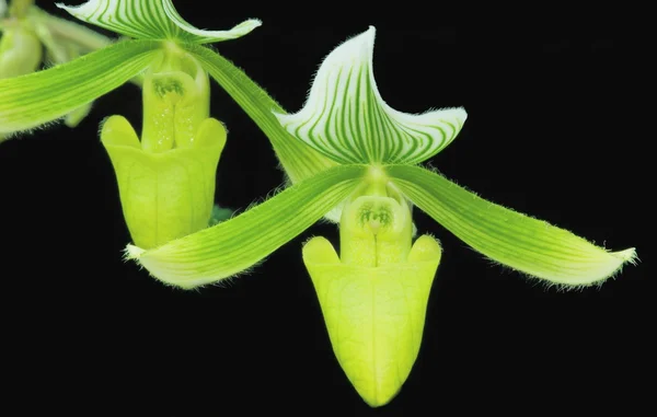 Grüne Paphiopedium-Orchideen — Stockfoto