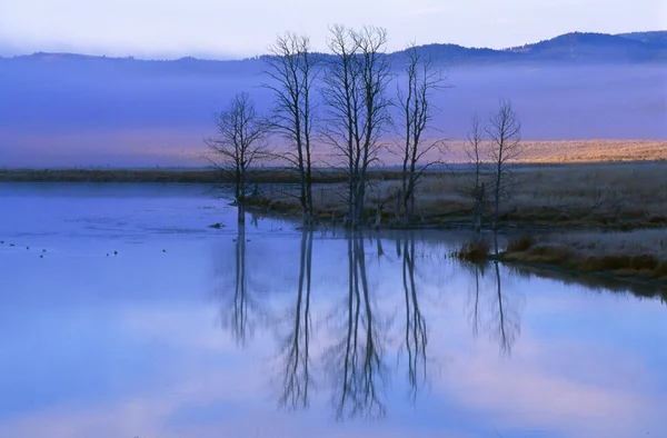 Leafless Trees Reflecting On Pond — Stock Photo, Image