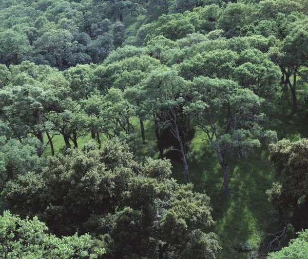 Havadan orman — Stok fotoğraf