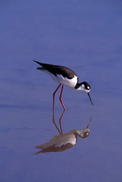 Black-Necked Stilt Bird Foraging na água — Fotografia de Stock