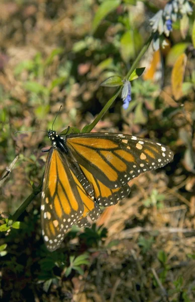 Monarch motýl — Stock fotografie