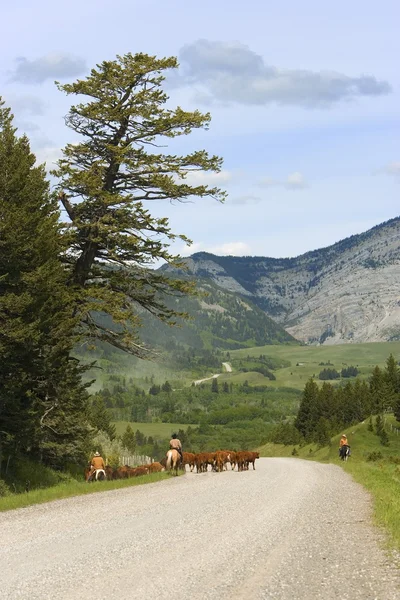 Farmáři pasení dobytka proti hory — Stock fotografie