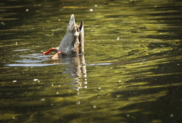 Une plongée de canard pour la nourriture — Photo