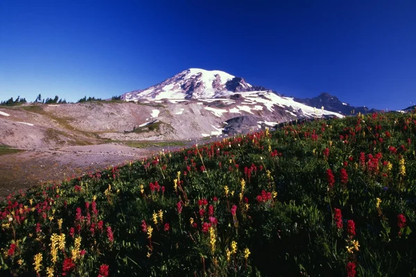 Paradise Park Valley, Mount Rainier National Park — Stock Photo, Image