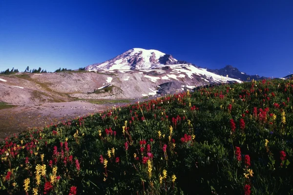 Valle Paraíso park, el Parque Nacional Monte rainier — Foto de Stock