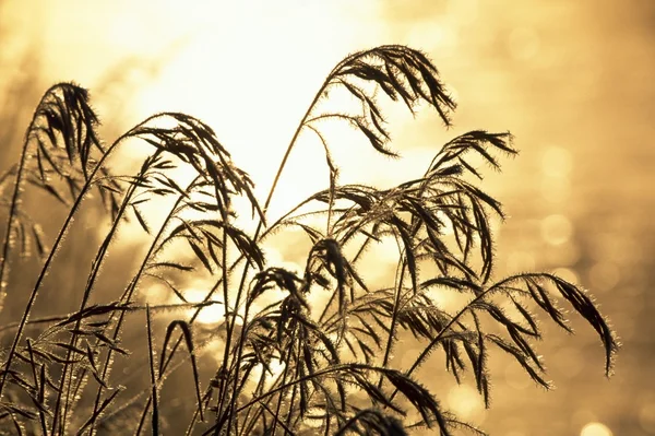 Frost auf hohem Gras — Stockfoto