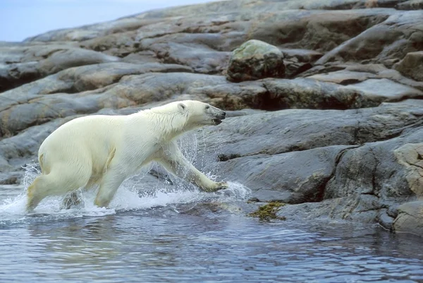 Urso polar correndo na costa — Fotografia de Stock