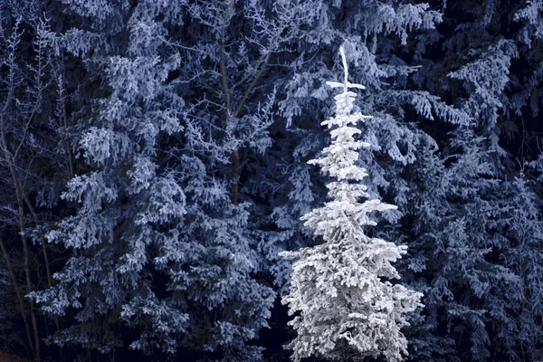 Alberi ghiacciati — Foto Stock