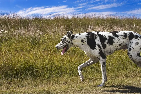 Um Harlequin Great Dane Running — Fotografia de Stock