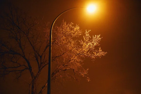 Un albero di notte — Foto Stock