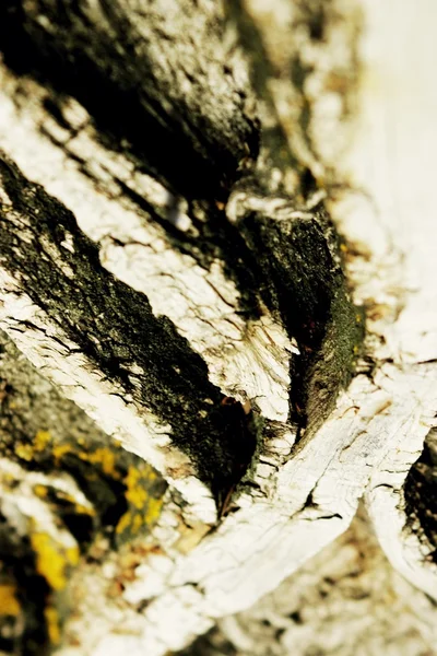 樹皮のクローズ アップ — ストック写真