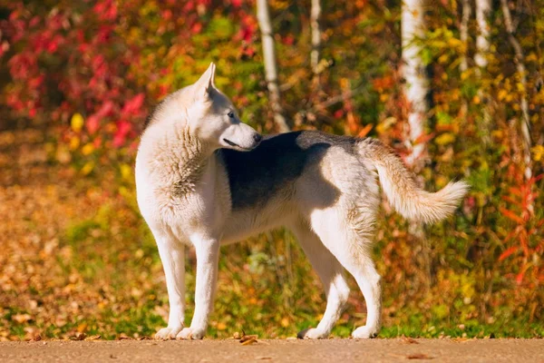 Ein Hund im Herbst — Stockfoto