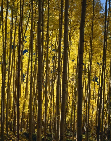 Närbild av aspen träd — Stockfoto