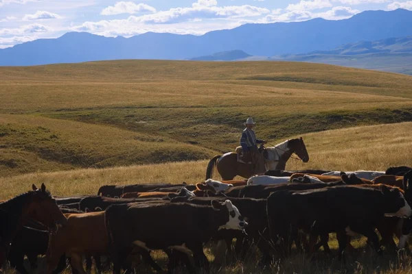 Rounding Up The Cattle — Stock Photo, Image