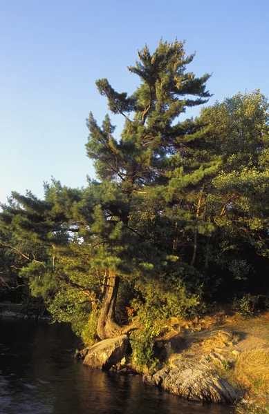 Ein Baum, der am Ufer wächst — Stockfoto