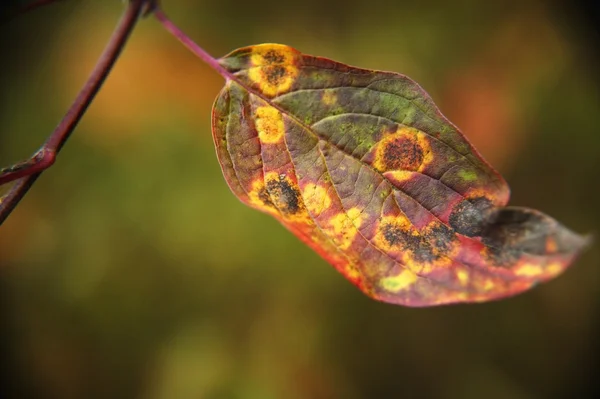 Leaf förändras i höst — Stockfoto