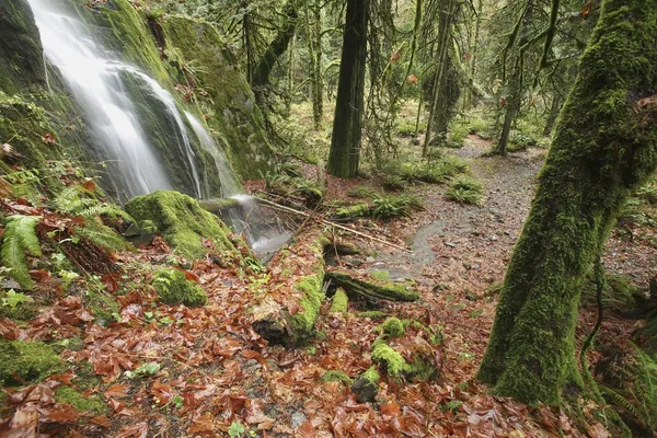 Waterfall In Forest — Stock Photo, Image