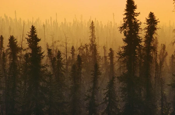 Drzewa w smogu — Zdjęcie stockowe