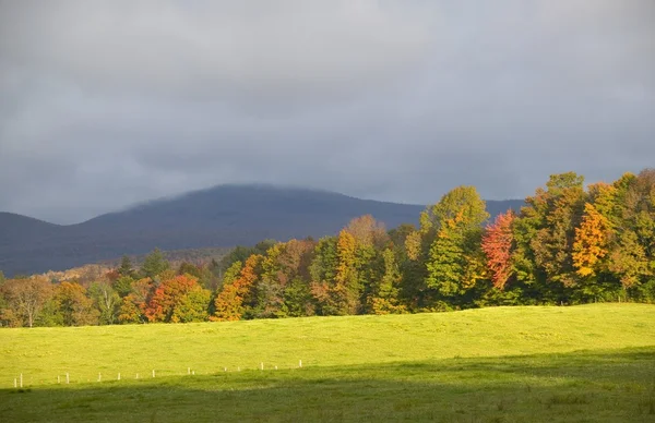 Alberi autunnali e cieli grigi — Foto Stock