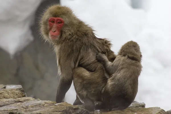 Snow Monkeys — Stock Photo, Image