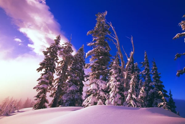 Zonsopgang boven sneeuw bedekte pijnbomen, cascades — Stockfoto