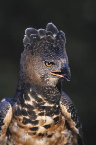 Африканський увінчатися орел — стокове фото