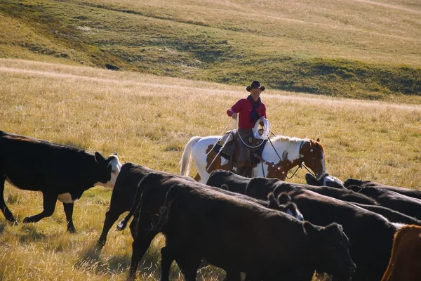 Cowboy vallning boskap — Stockfoto