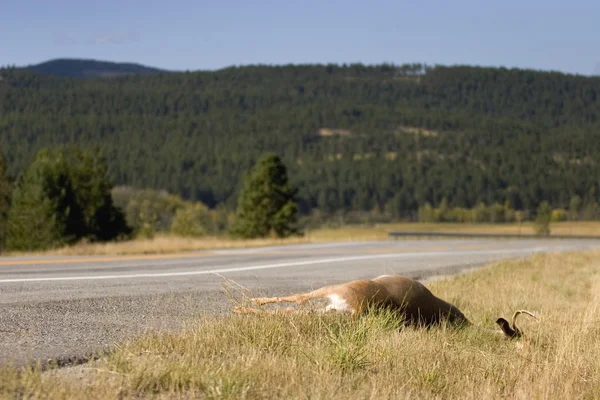 Dead Animal On Side Of Road — Stock Photo, Image