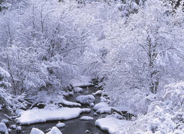 Ruisseau traversant un pays féerique d'arbres recouverts de neige fraîche, rivière Jemez — Photo