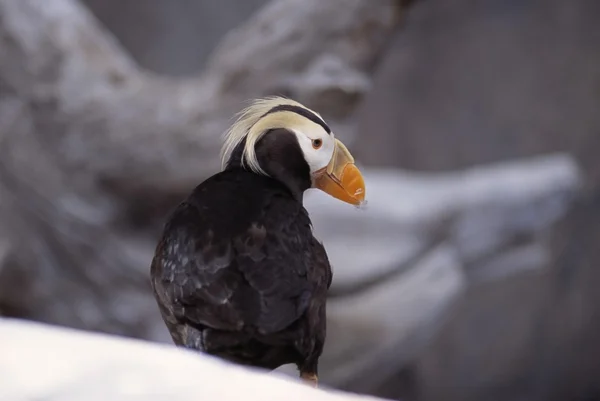 A Tufted Puffin Sitting On Rocks At The Sea Life Center — Stock Photo, Image