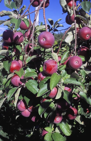 Manzanas creciendo en los árboles —  Fotos de Stock