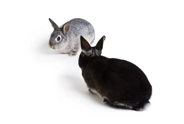 Pair Of Rabbits — Stockfoto