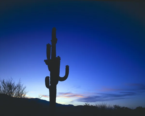Saguaro cactus silueta, národní park saguaro — Stock fotografie